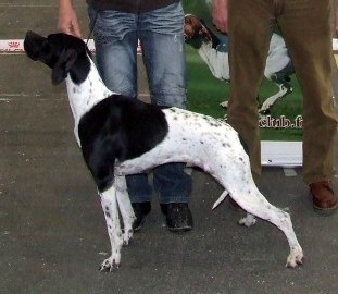 Chypie  Bordeaux  2014 - CACIB - Meilleur de race 